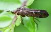 Limnephilus sp.